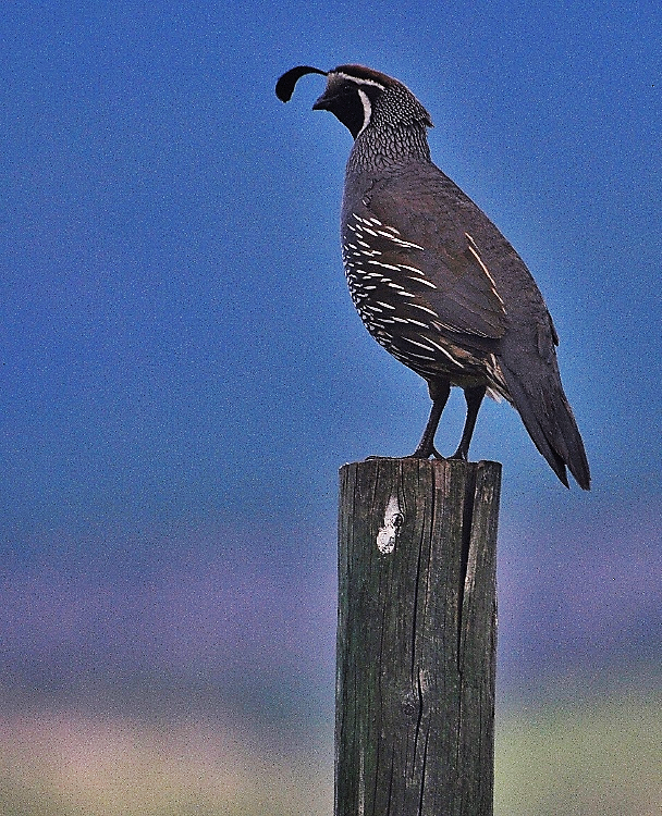 quail on post